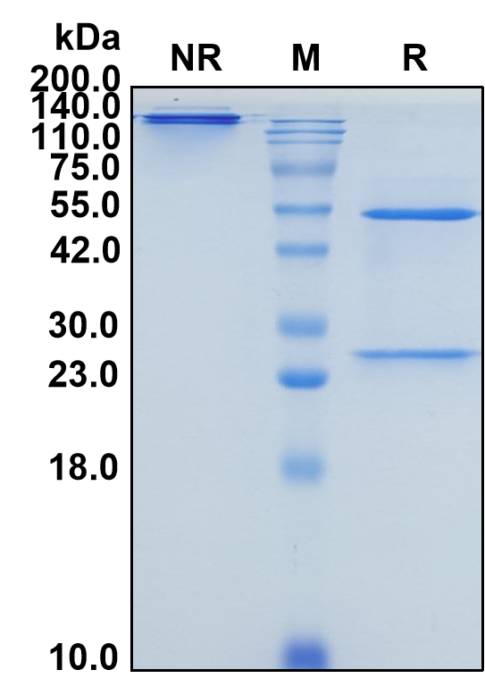 (Isatuximab)Biosimilar Reference Antibody-GS40344