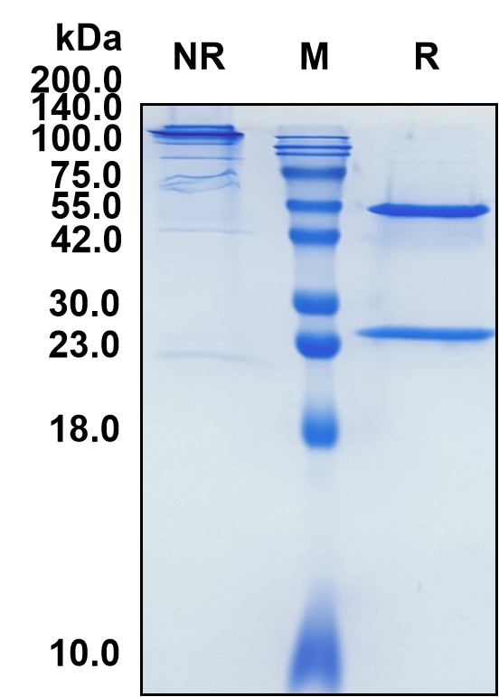 (Iscalimab)Biosimilar Reference Antibody-GS40345