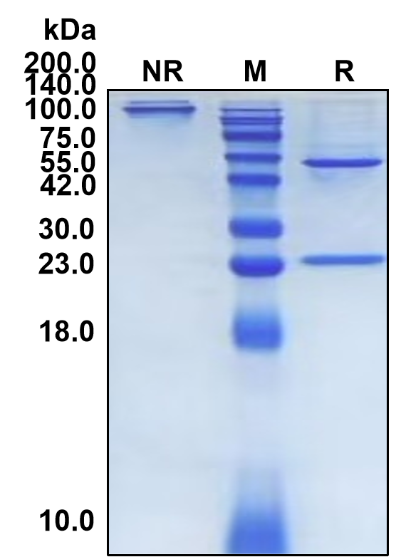 (Labetuzumab)Biosimilar Reference Antibody-GS40354