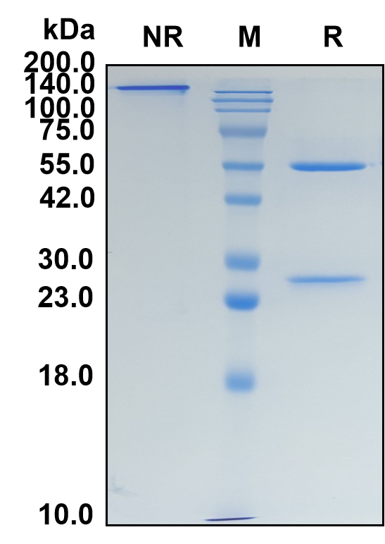 (Ladiratuzumab)Biosimilar Reference Antibody-GS40357