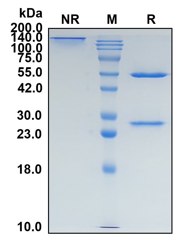 (Lanadelumab)Biosimilar Reference Antibody-GS40360