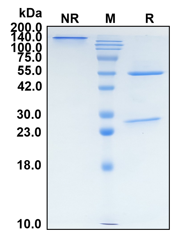 (Lenzilumab)Biosimilar Reference Antibody-GS40372