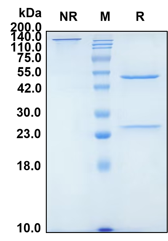 (Letaplimab)Biosimilar Reference Antibody-GS40378