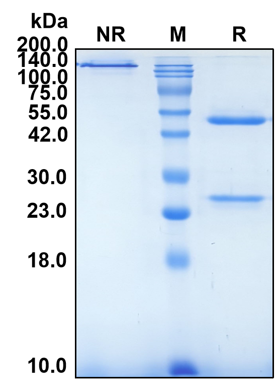 (Levilimab)Biosimilar Reference Antibody-GS40380