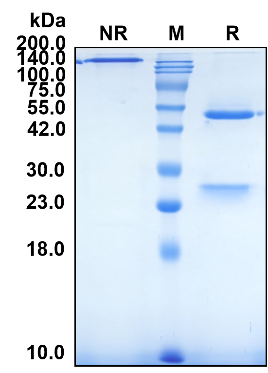 (Lexatumumab)Biosimilar Reference Antibody-GS40381