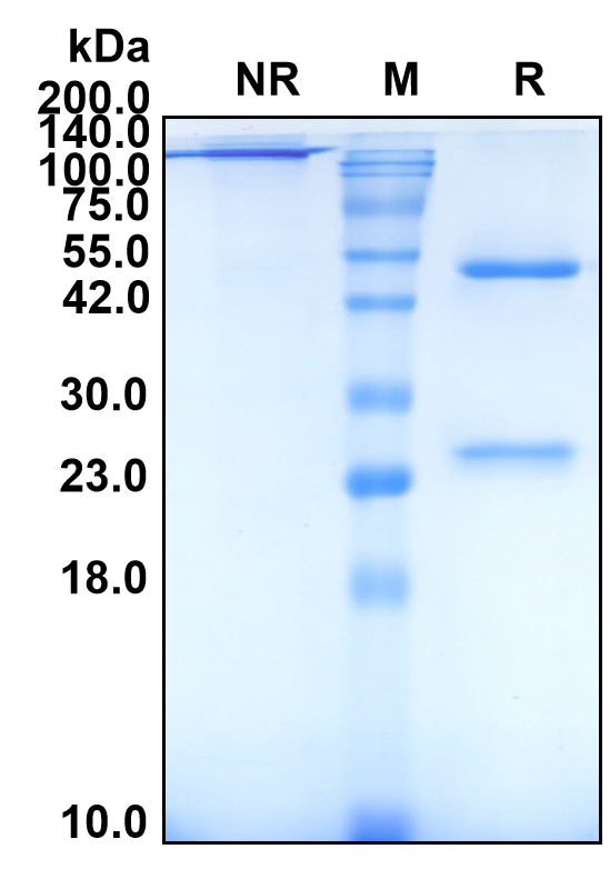 (Ligelizumab)Biosimilar Reference Antibody-GS40385