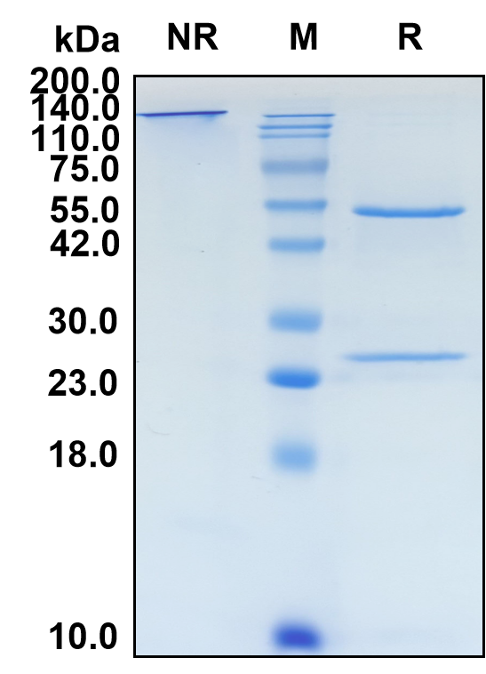 (Lirilumab)Biosimilar Reference Antibody-GS40392