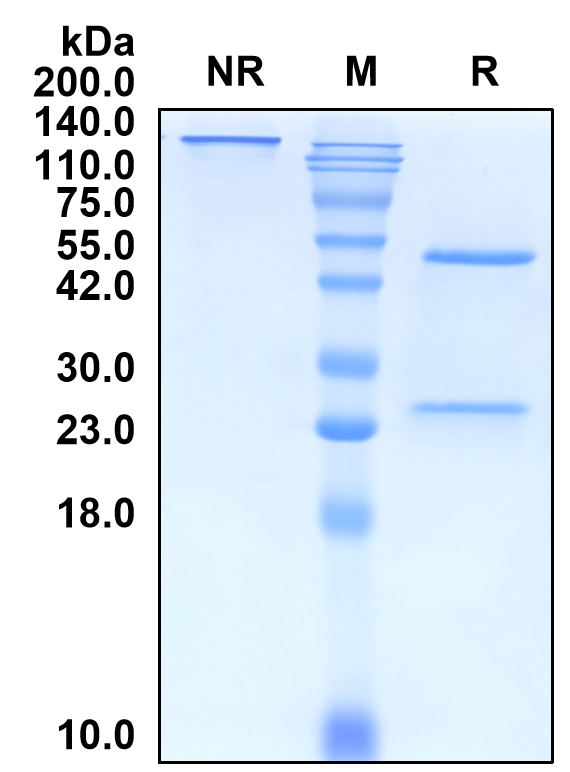 (Ustekinumab)Biosimilar Reference Antibody-GS40769