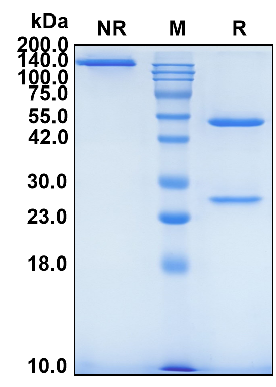 (Lumretuzumab)Biosimilar Reference Antibody-GS40409