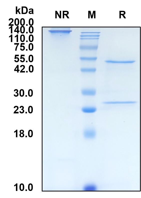 (Lusvertikimab)Biosimilar Reference Antibody-GS40413