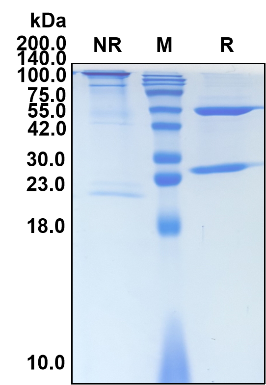 (Vibostolimab)Biosimilar Reference Antibody-GS40788