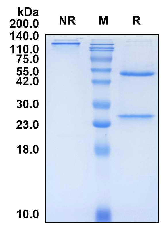 (Tregalizumab)Biosimilar Reference Antibody-GS40745