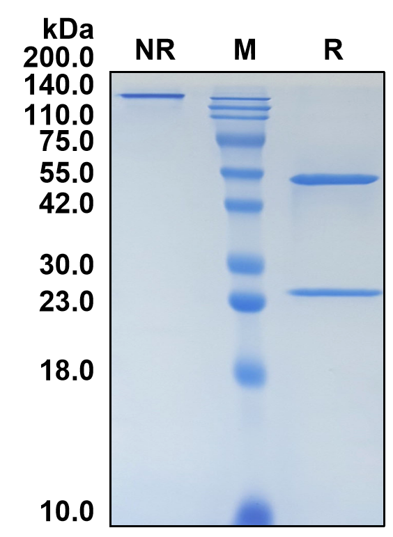 (Tulisokibart)Biosimilar Reference Antibody-GS40750