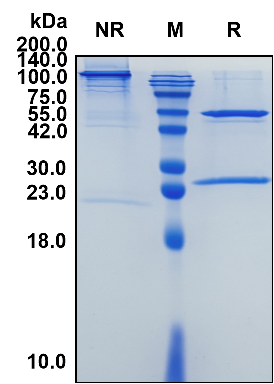 (Varlilumab)Biosimilar Reference Antibody-GS40777