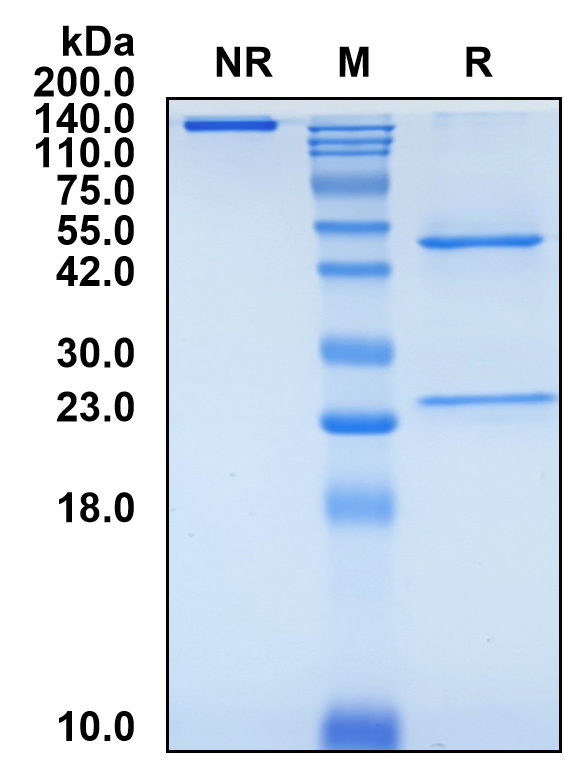 (Trevogrumab)Biosimilar Reference Antibody-GS40747