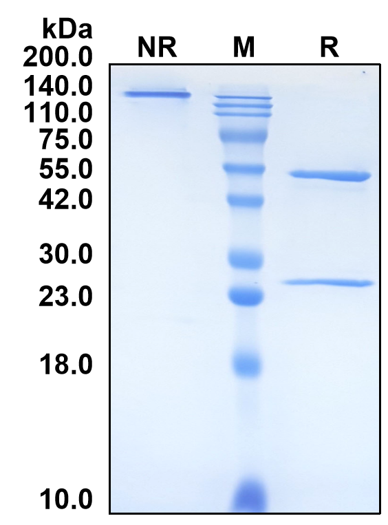 (Tusamitamab)Biosimilar Reference Antibody-GS40752