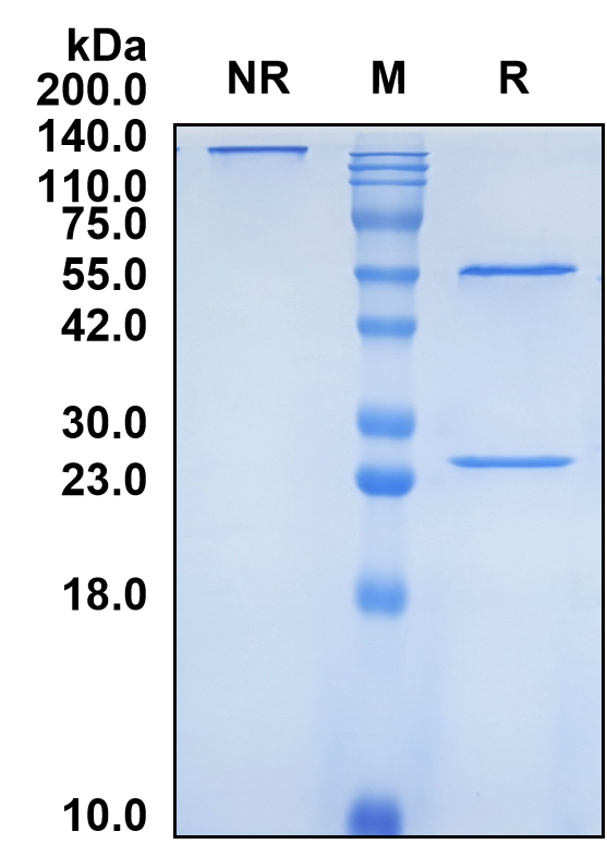 (Uliledlimab)Biosimilar Reference Antibody-GS40757