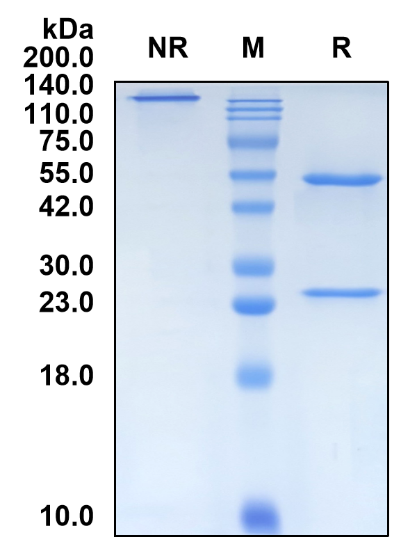 (Urabrelimab)Biosimilar Reference Antibody-GS40765