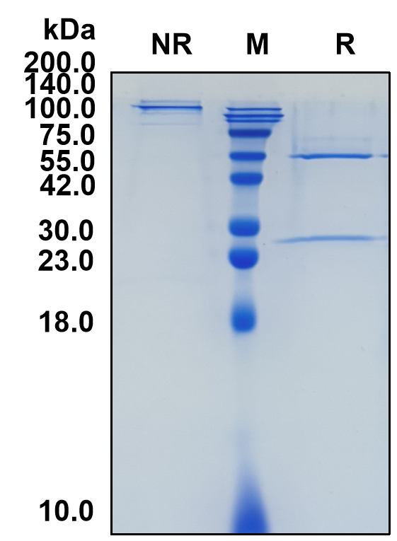(Urelumab)Biosimilar Reference Antibody-GS40766