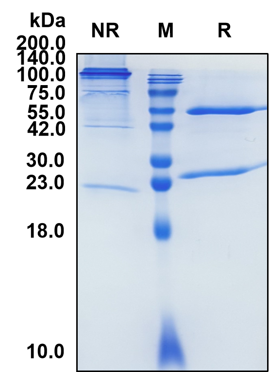 (Utomilumab)Biosimilar Reference Antibody-GS40770