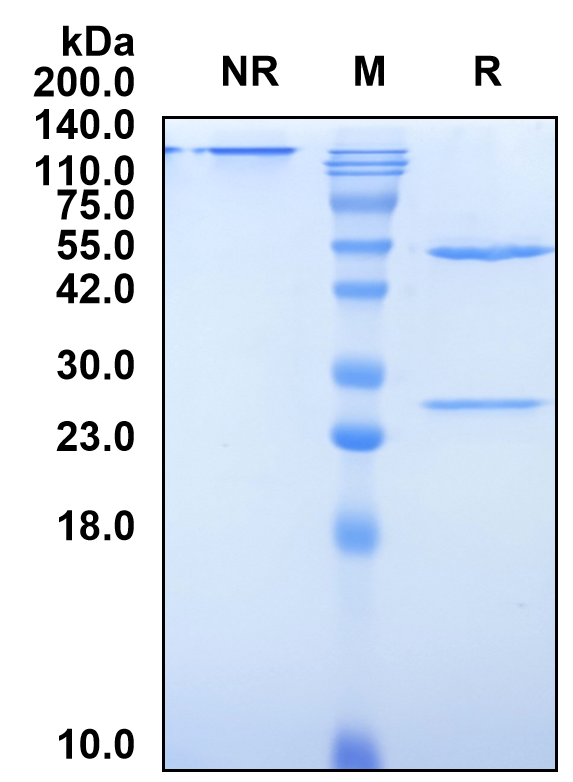 (Tralokinumab)Biosimilar Reference Antibody-GS40742