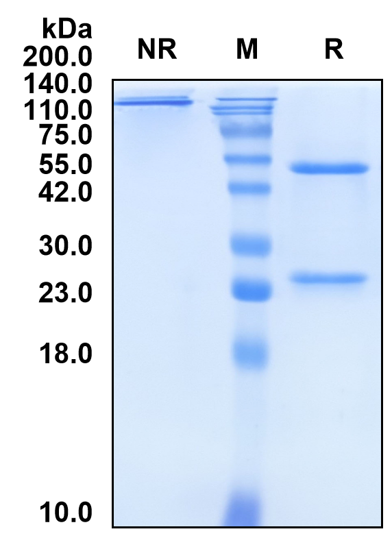 (Toripalimab)Biosimilar Reference Antibody-GS40736