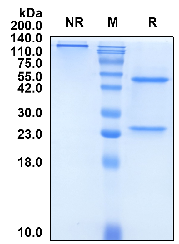 (Torudokimab)Biosimilar Reference Antibody-GS40737