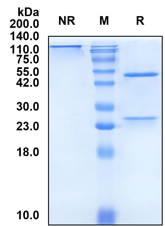 (Tosatoxumab)Biosimilar Reference Antibody-GS40738