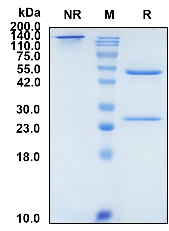 (Tovetumab)Biosimilar Reference Antibody-GS40739