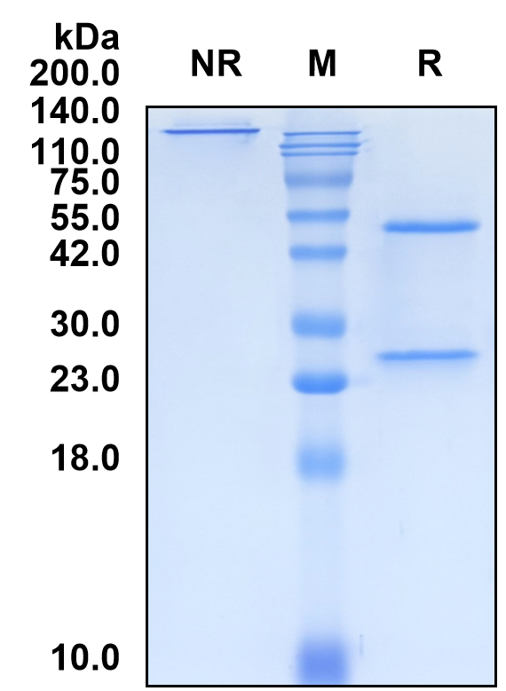 (Tomaralimab)Biosimilar Reference Antibody-GS40734