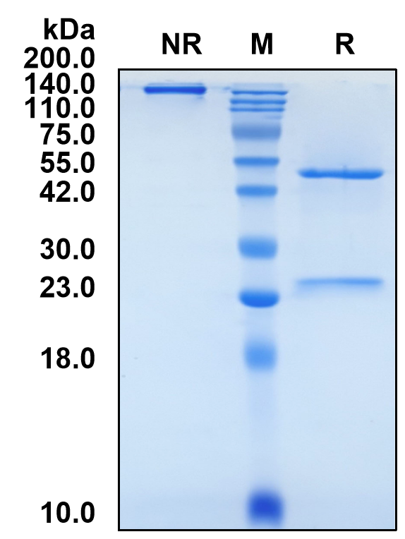 (Tobevibart)Biosimilar Reference Antibody-GS40732