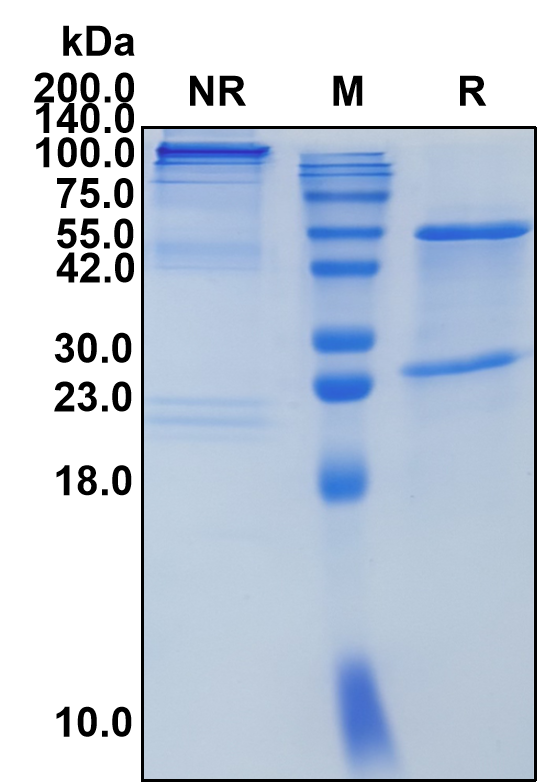 (Tavolimab)Biosimilar Reference Antibody-GS40702