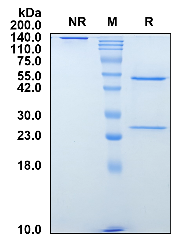 (Teprotumumab)Biosimilar Reference Antibody-GS40712