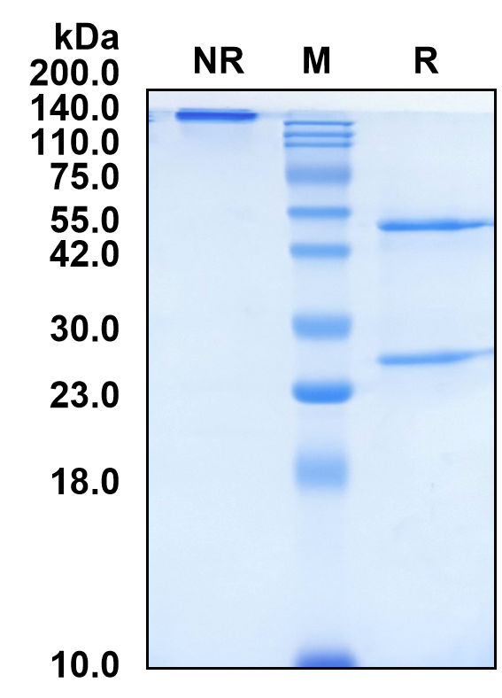 (Tilavonemab)Biosimilar Reference Antibody-GS40719