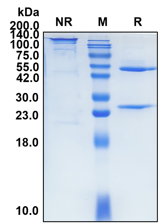 (Tiragolumab)Biosimilar Reference Antibody-GS40727