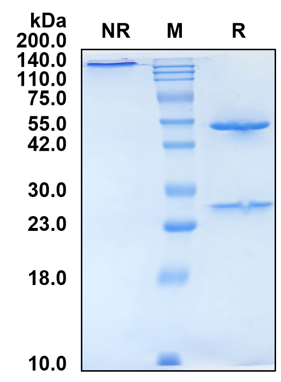 (Telisotuzumab)Biosimilar Reference Antibody-GS40706