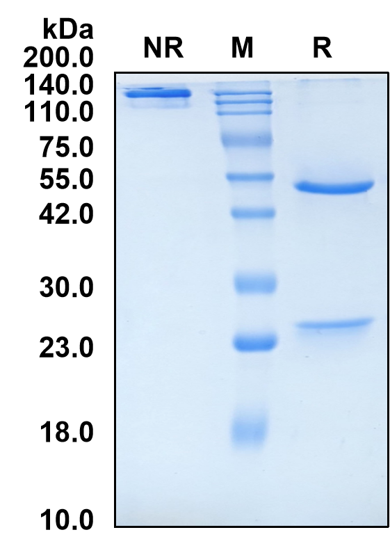 (Temtokibart)Biosimilar Reference Antibody-GS40708