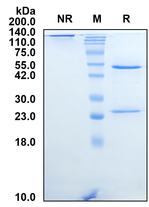 (Teplizumab)Biosimilar Reference Antibody-GS40711