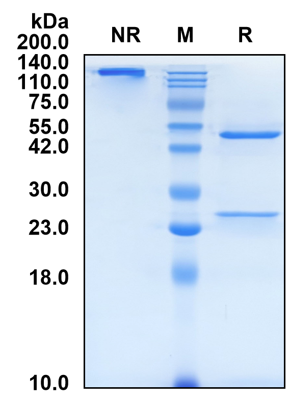 (Tesidolumab)Biosimilar Reference Antibody-GS40714