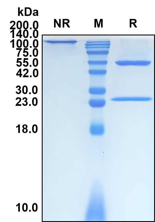 (Tesnatilimab)Biosimilar Reference Antibody-GS40715