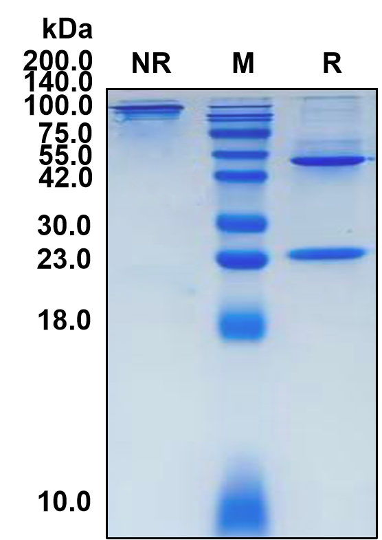(Tigatuzumab)Biosimilar Reference Antibody-GS40718
