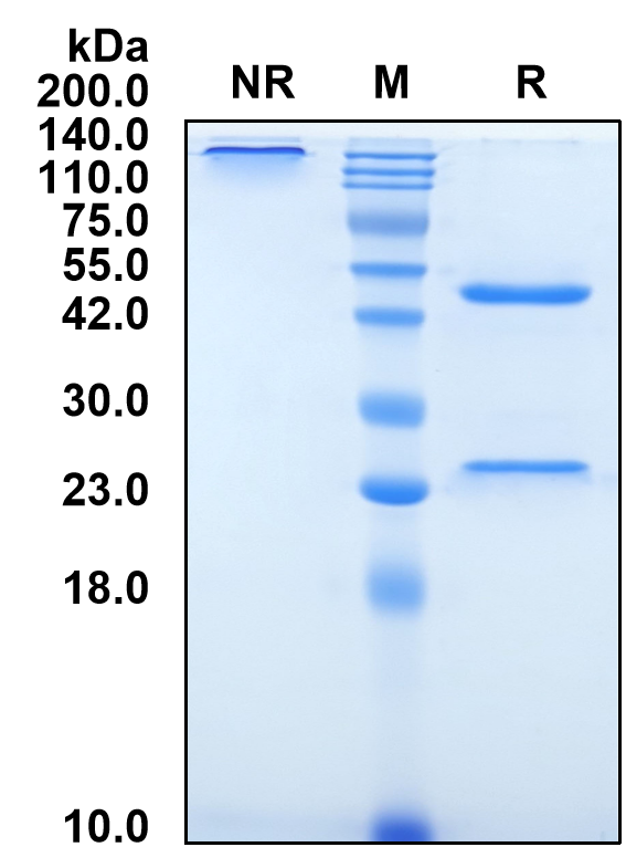 (Tildrakizumab)Biosimilar Reference Antibody-GS40720