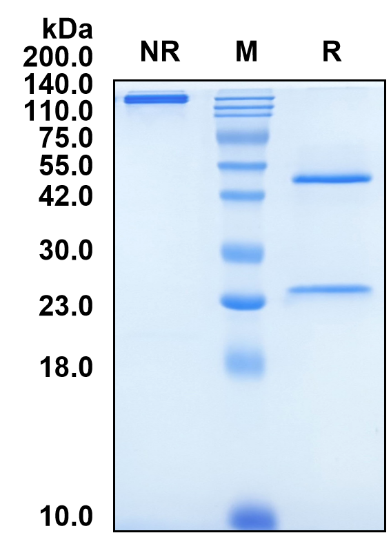 (Tilogotamab)Biosimilar Reference Antibody-GS40721
