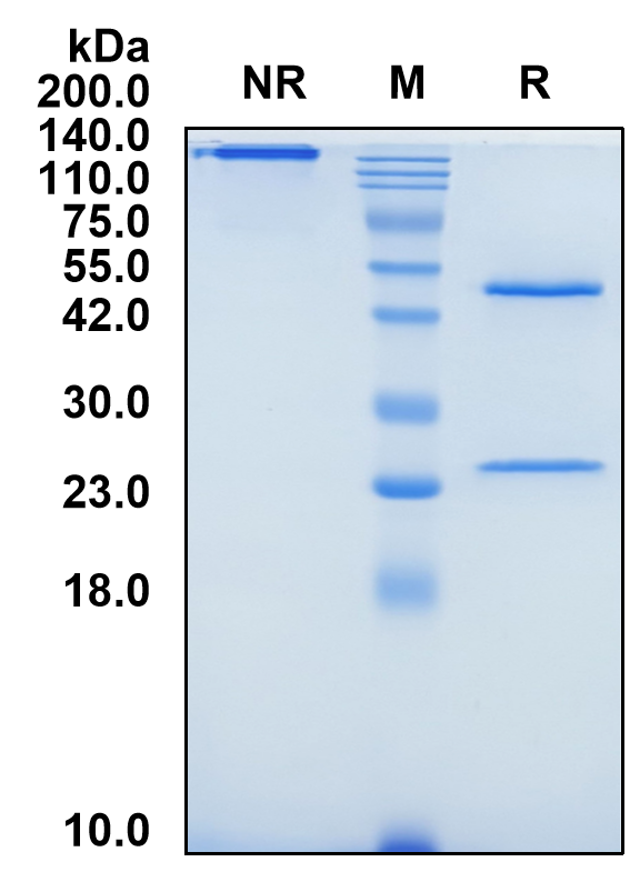(Timolumab)Biosimilar Reference Antibody-GS40724