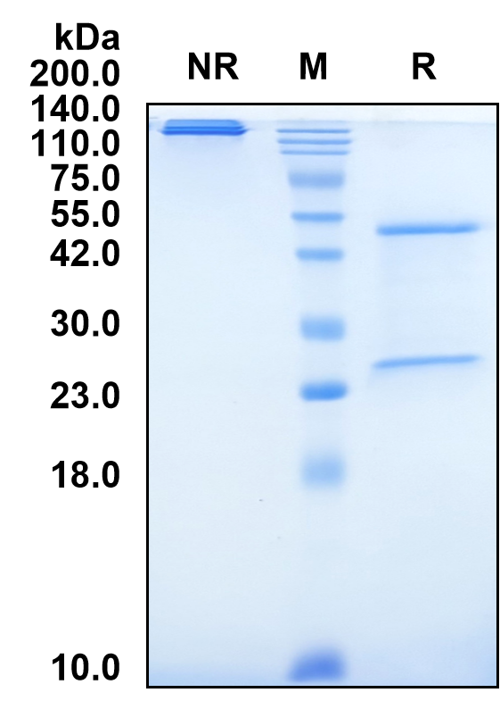(Tislelizumab)Biosimilar Reference Antibody-GS40729