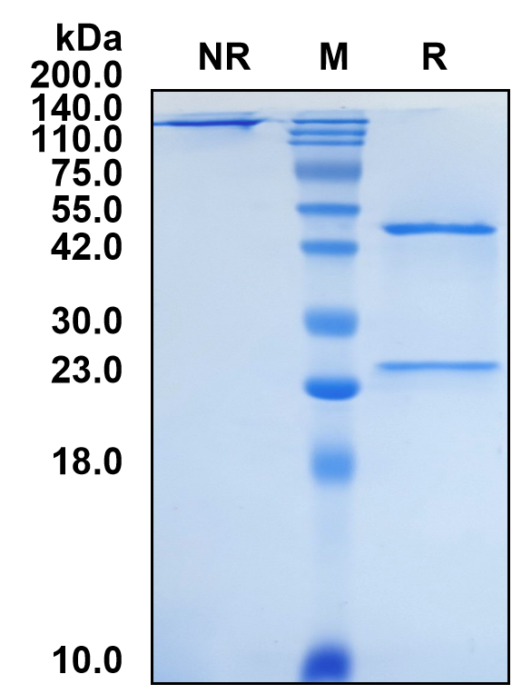 (Tisotumab)Biosimilar Reference Antibody-GS40730