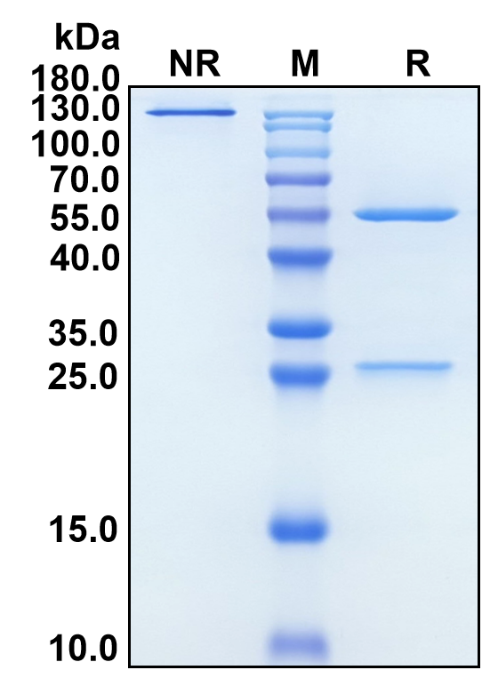 (Romosozumab)Biosimilar Reference Antibody-GS40622