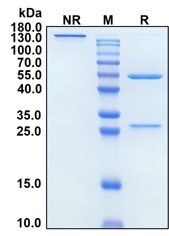 (Rontalizumab)Biosimilar Reference Antibody-GS40623