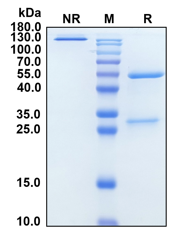 (Rosmantuzumab)Biosimilar Reference Antibody-GS40624