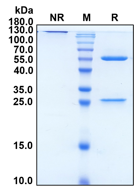 (Rosnilimab)Biosimilar Reference Antibody-GS40625